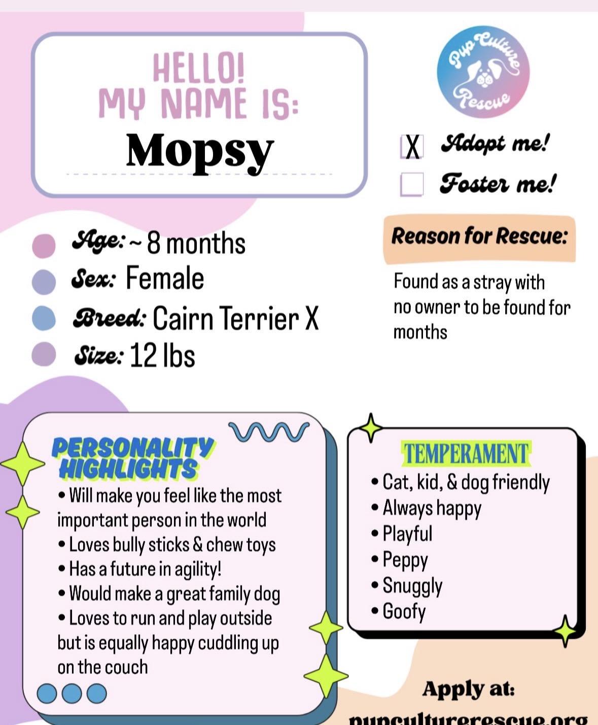 Enlarge Mopsy, a ADOPTABLE mixed breed in Pasadena, CA image 2/4