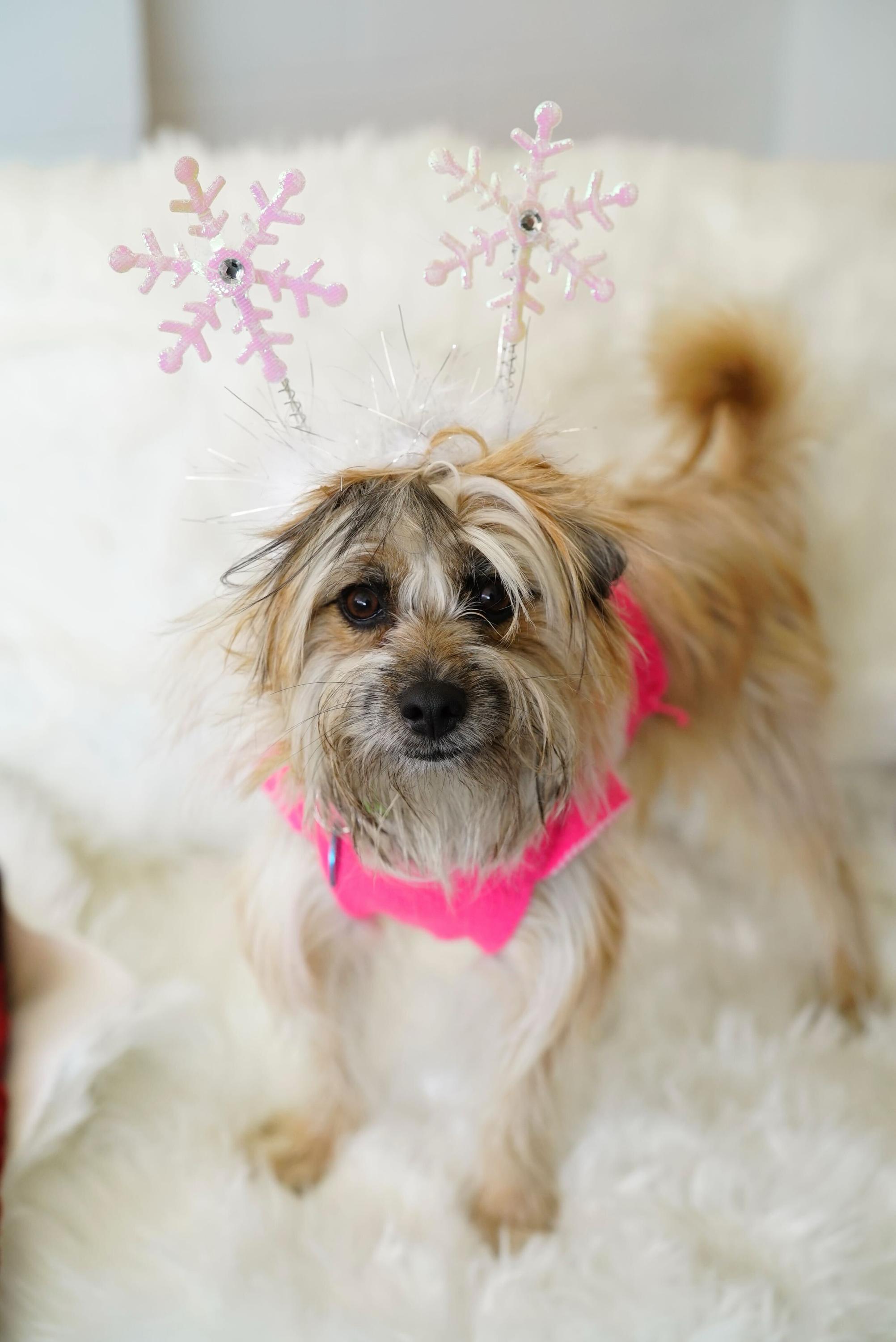 Enlarge Mopsy, a ADOPTABLE mixed breed in Pasadena, CA image 4/4