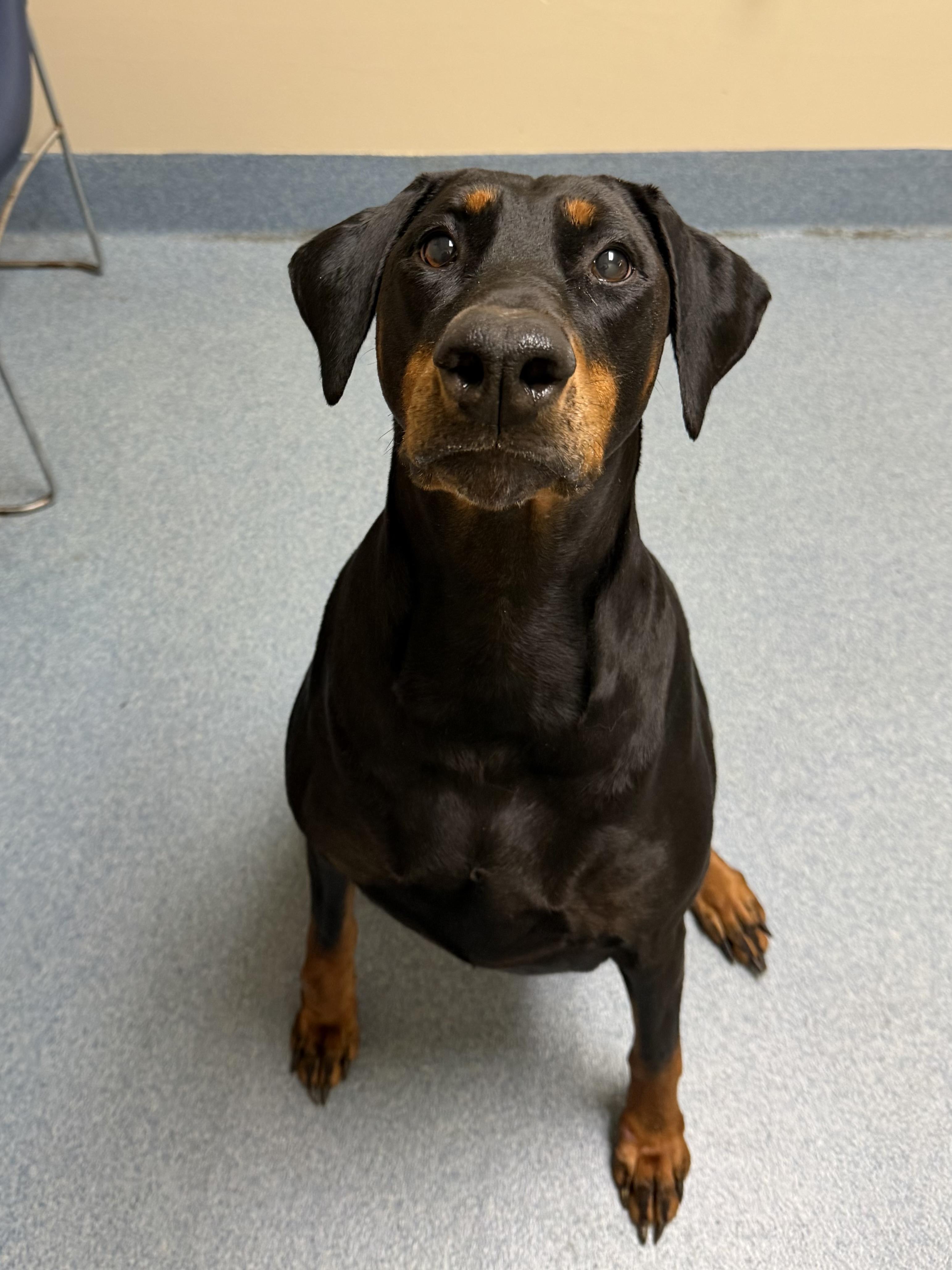 Enlarge Chloe, a ADOPTABLE mixed breed in Suffolk, VA image 1/2