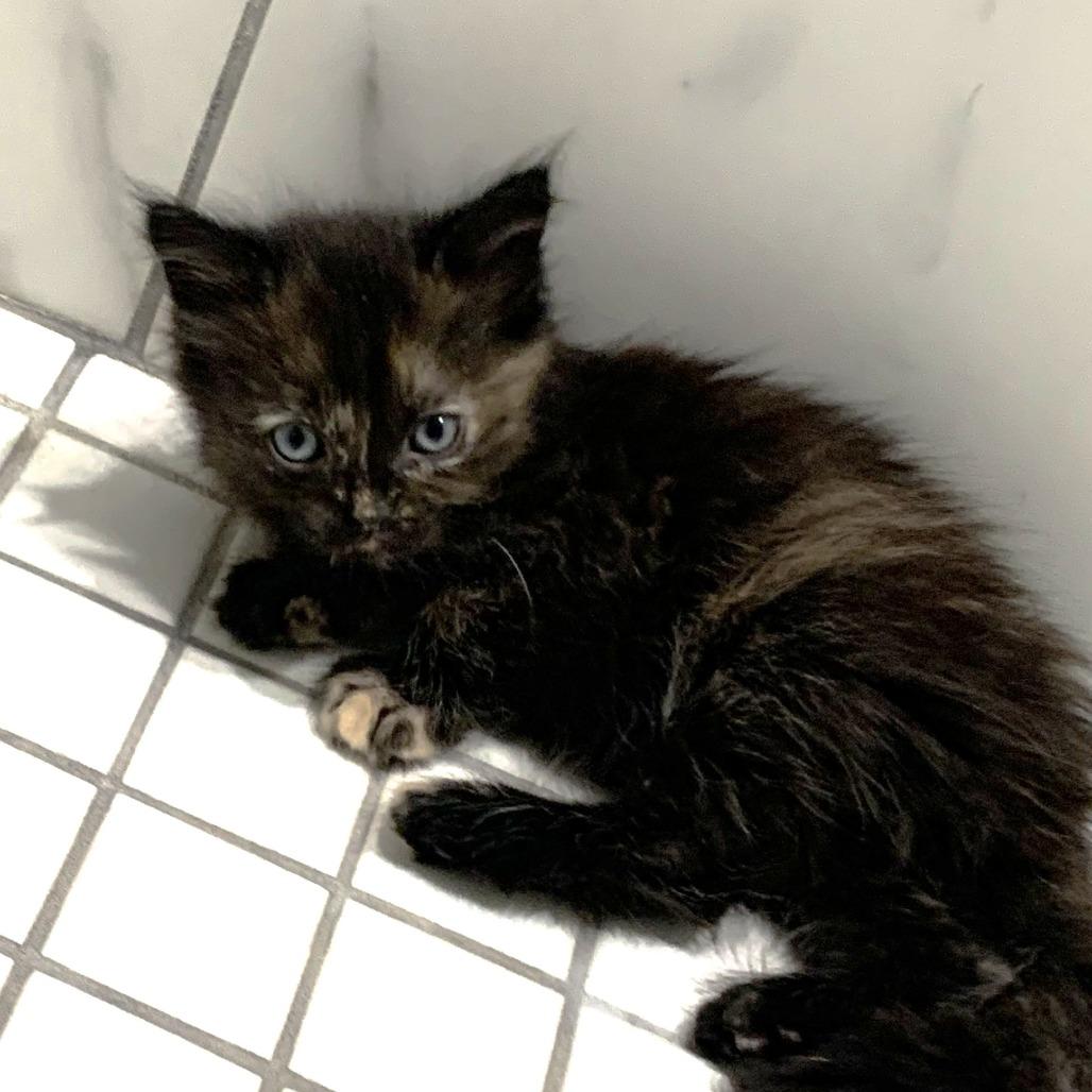 Enlarge Ziva, a Adoptable Domestic Medium Hair in Wickenburg, AZ image 1/3