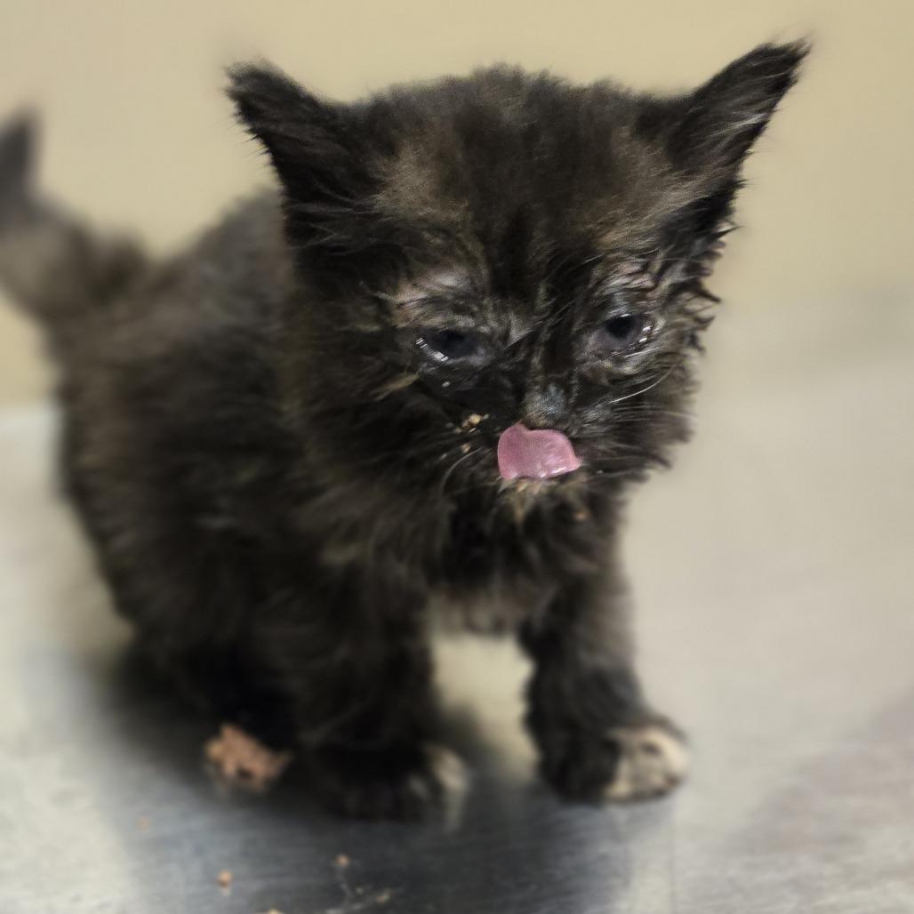 Enlarge Ziva, a Adoptable Domestic Medium Hair in Wickenburg, AZ image 2/3