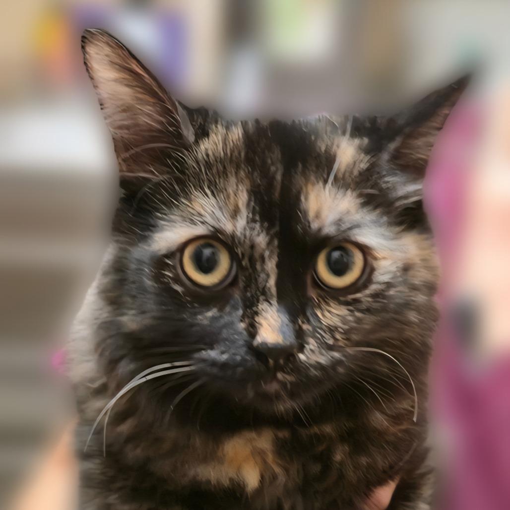 Enlarge Ziva, a Adoptable Domestic Medium Hair in Wickenburg, AZ image 3/3