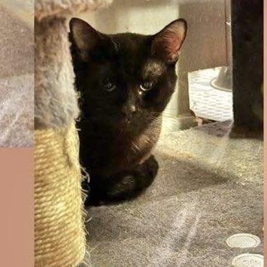 Max Jade, a Adoptable Domestic Short Hair in Pittstown, NJ image 1/3