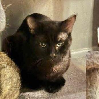 Max Jade, a Adoptable Domestic Short Hair in Pittstown, NJ image 2/3