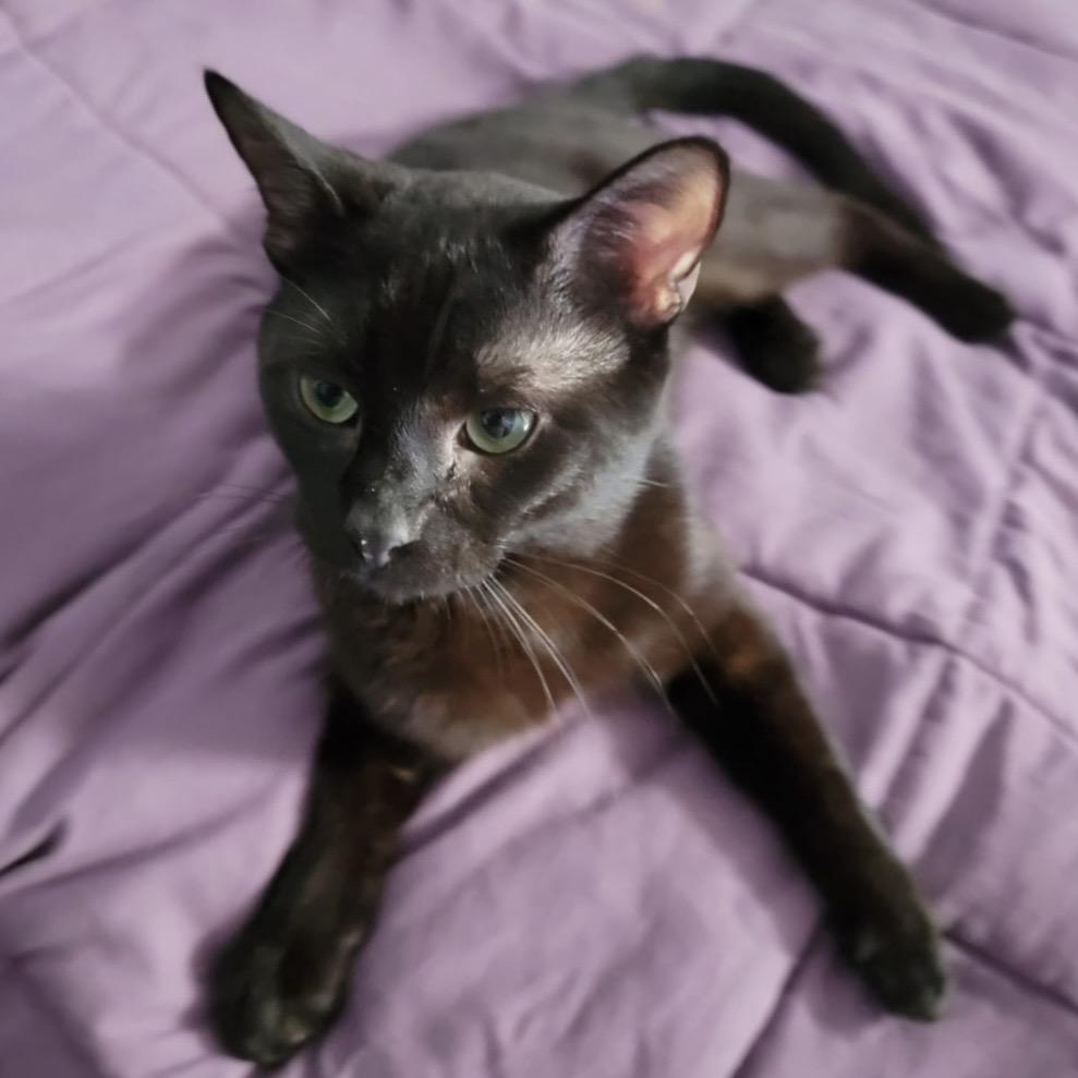 Max Jade, a Adoptable Domestic Short Hair in Pittstown, NJ image 3/3