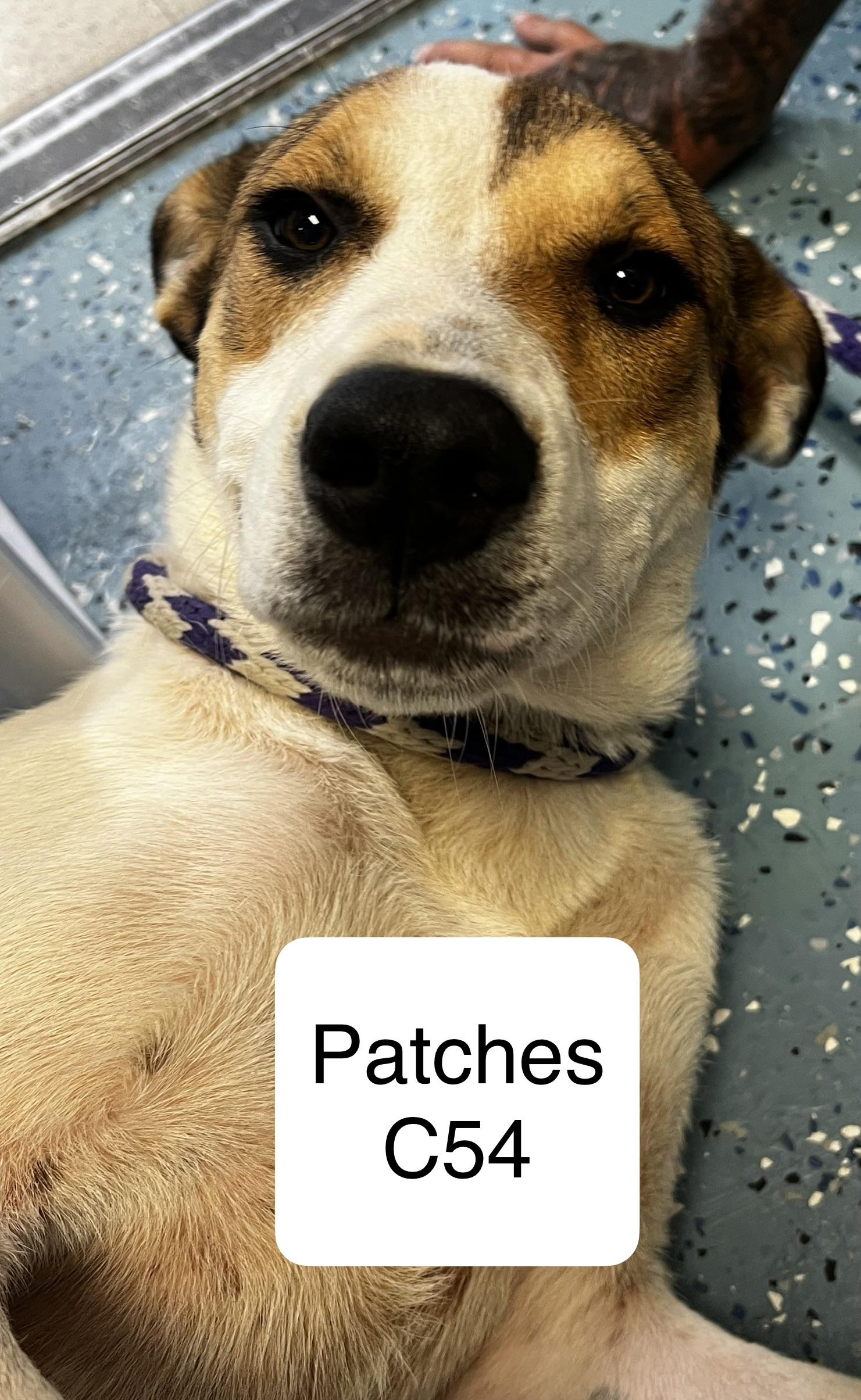 Enlarge Patches, a ADOPTABLE mixed breed in Morganton, NC image 1/1