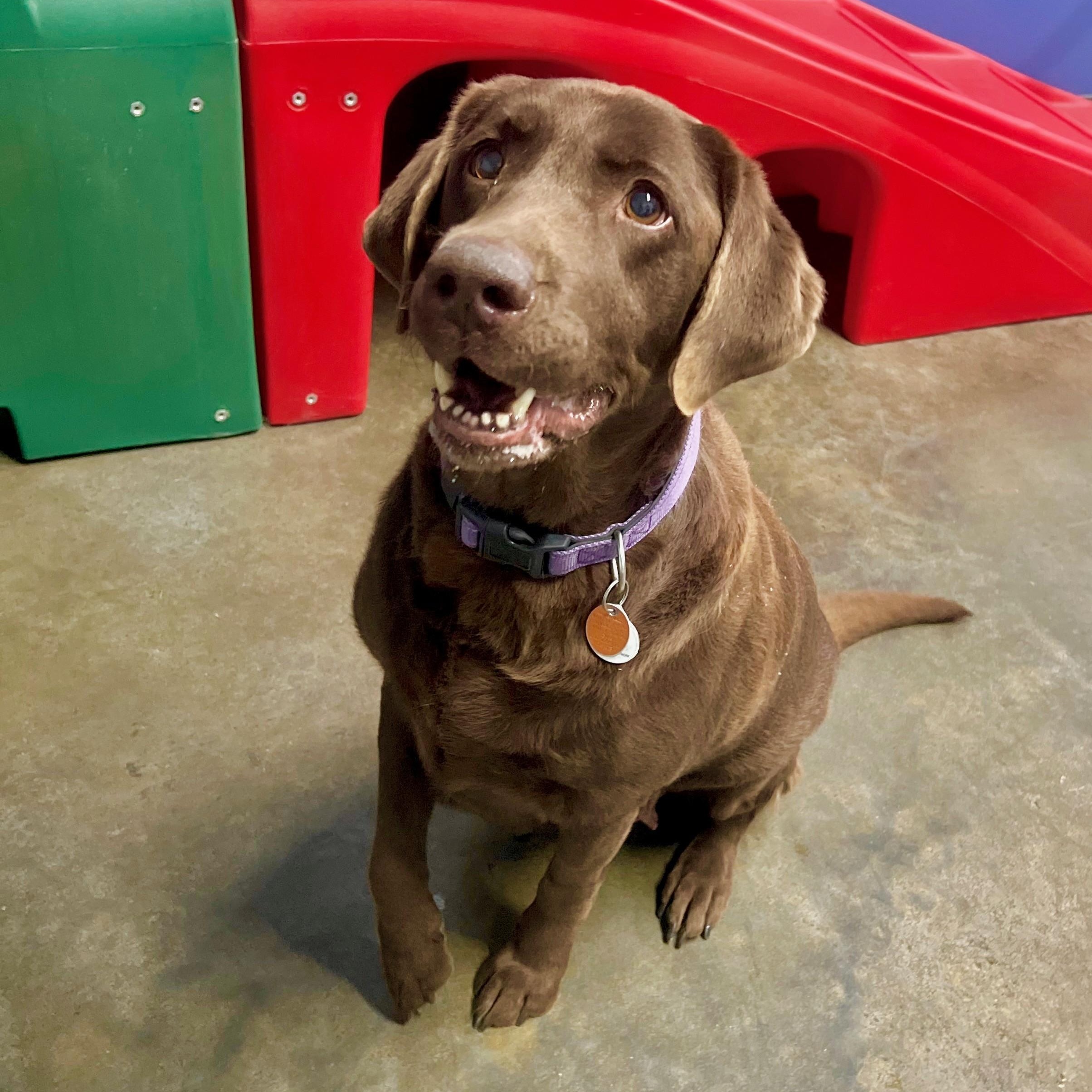 Tilly, a ADOPTABLE Chocolate Labrador Retriever image 1/3