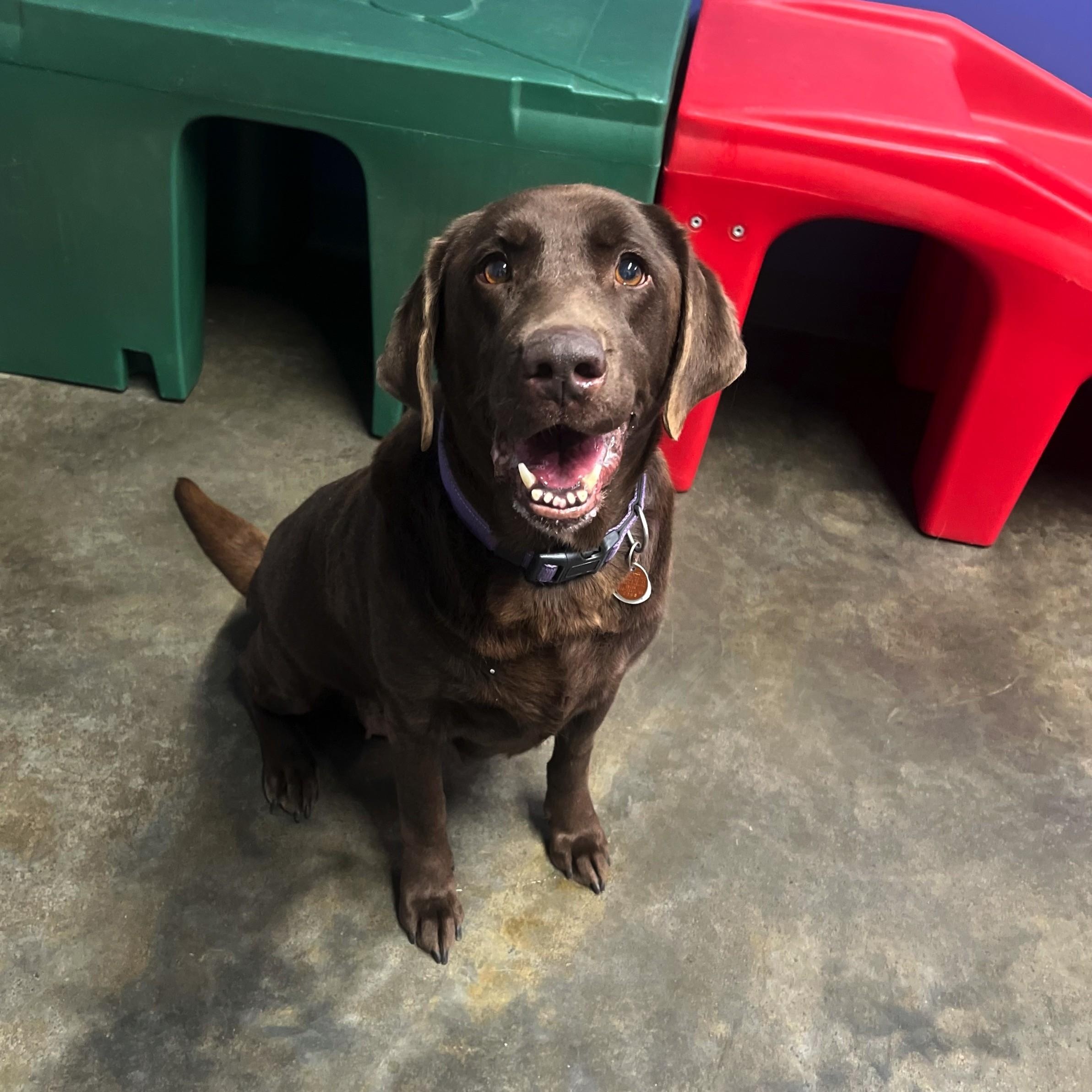Tilly, a ADOPTABLE Chocolate Labrador Retriever image 2/3