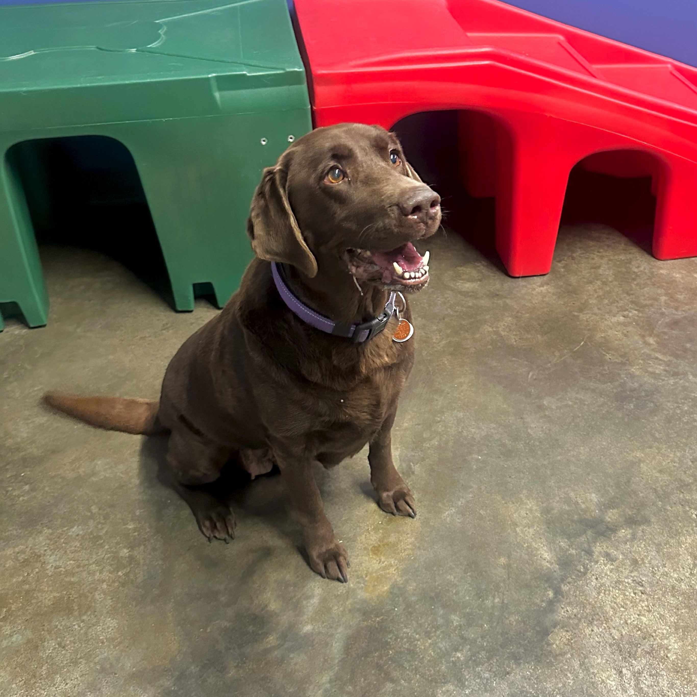 Tilly, a ADOPTABLE Chocolate Labrador Retriever image 3/3