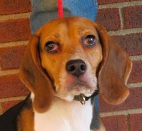 Prissy, Adoptable, Young Female Beagle & Basset Hound.