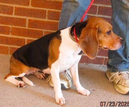 Enlarge Prissy, a Adoptable mixed breed in Frederick, MD image 2/5