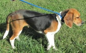 Enlarge Prissy, a Adoptable mixed breed in Frederick, MD image 4/5