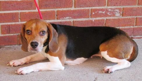 Enlarge Prissy, a Adoptable mixed breed in Frederick, MD image 5/5