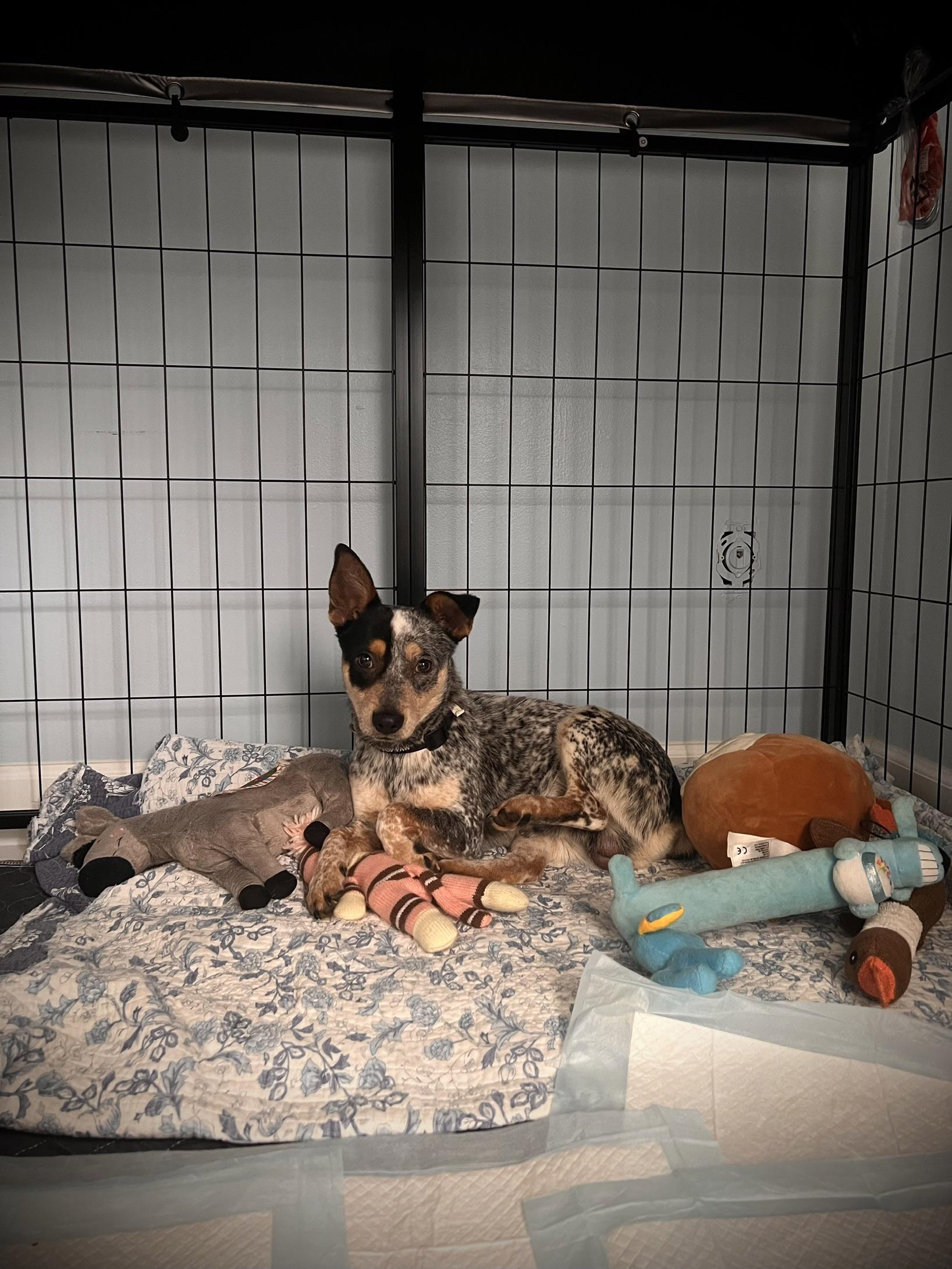 Enlarge Chicky, a Adoptable Australian Cattle Dog / Blue Heeler in Milwaukie, OR image 2/3