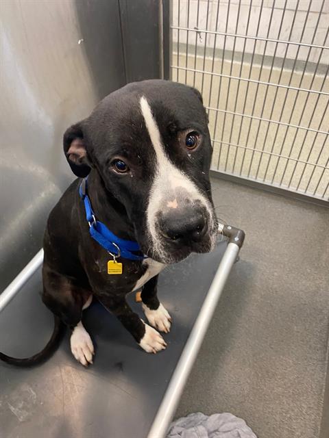 Enlarge DOMINO, a Adoptable mixed breed in Dallas, TX image 1/1