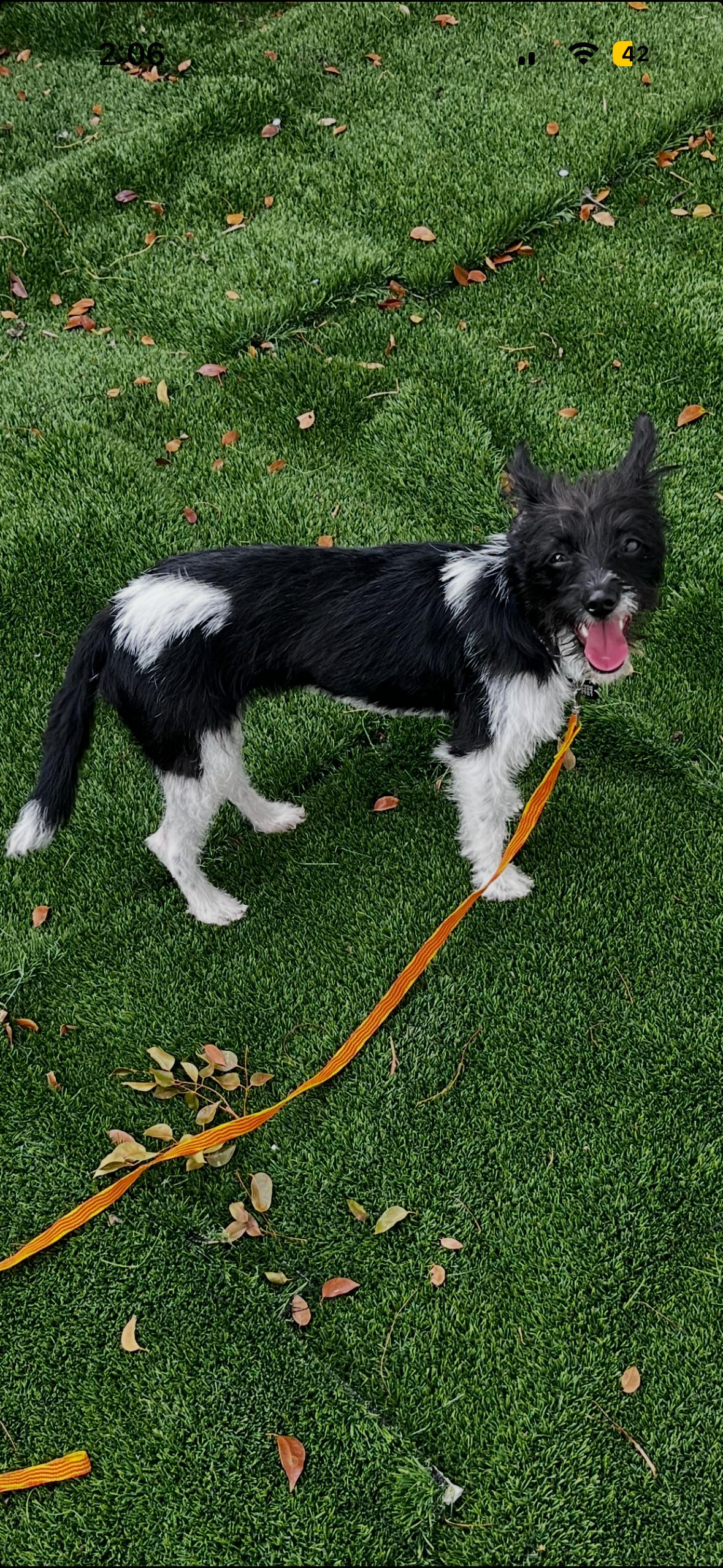 Elli, a ADOPTABLE mixed breed in Boca Raton, FL image 3/3
