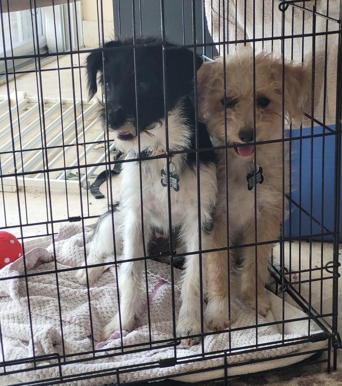 Elli, a ADOPTABLE mixed breed in Boca Raton, FL image 1/3