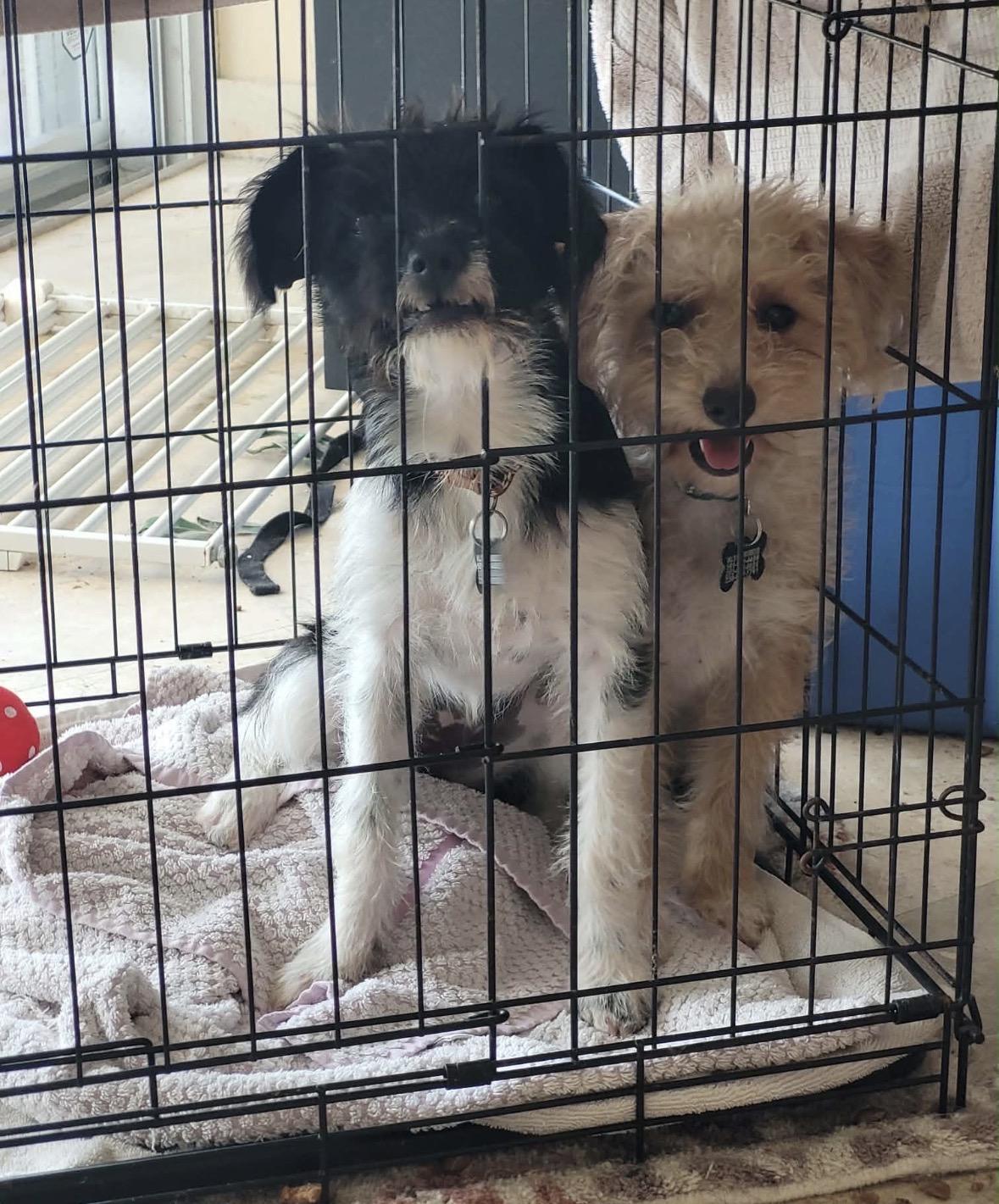 Elli, a ADOPTABLE mixed breed in Boca Raton, FL image 2/3