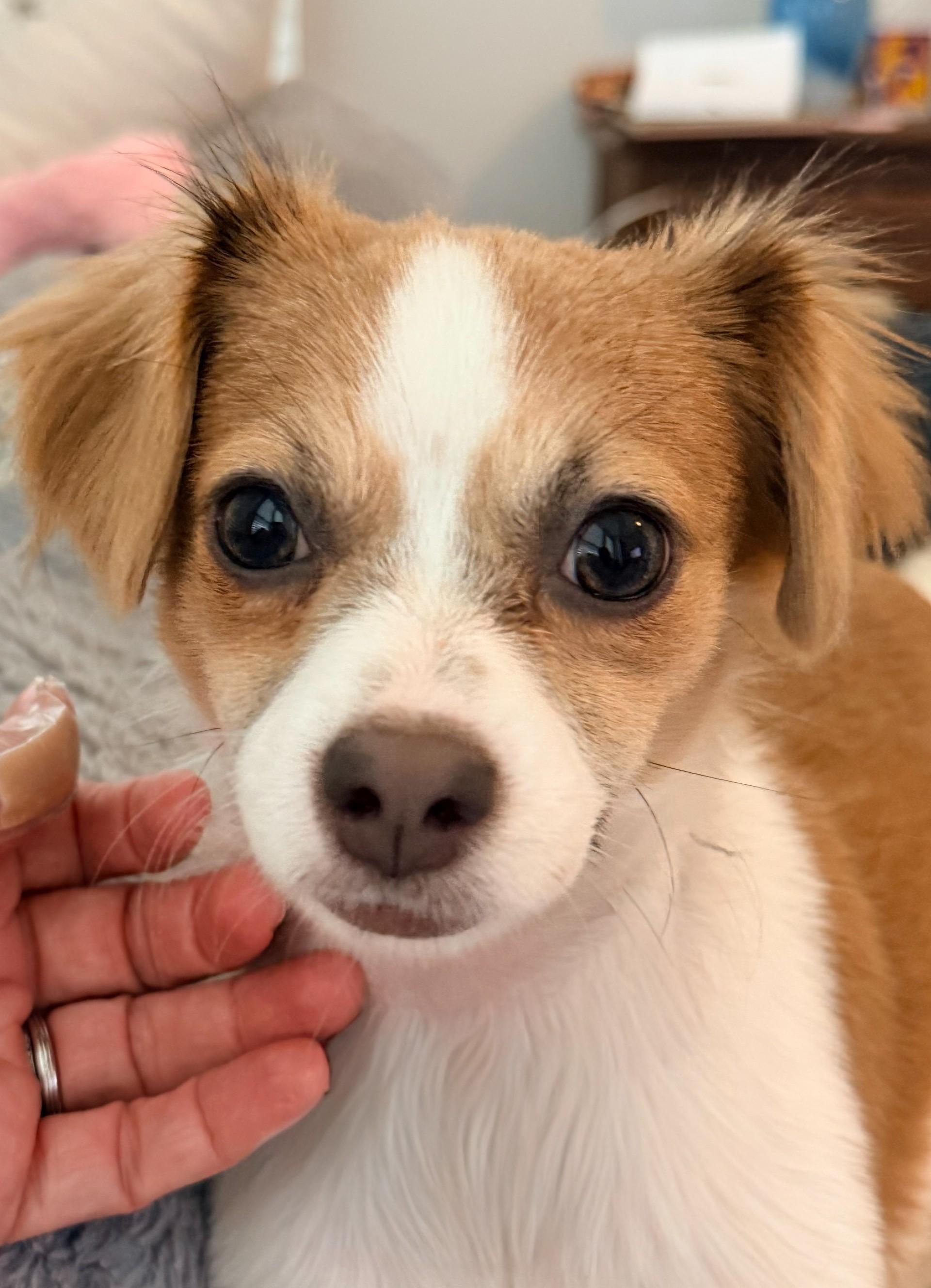 Journey, an adopted mixed breed in Justin, TX image 1/4