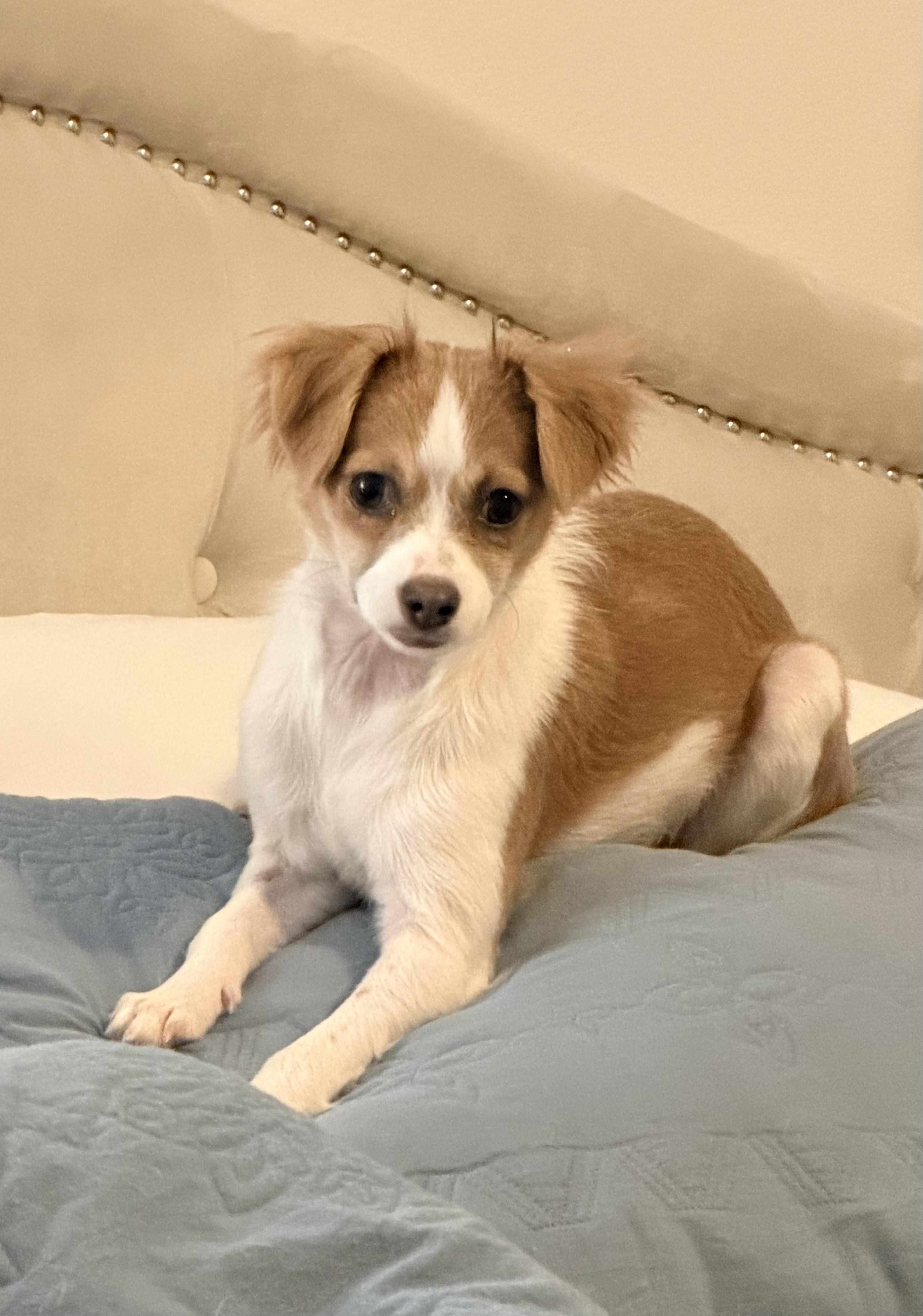 Journey, an adopted mixed breed in Justin, TX image 2/4