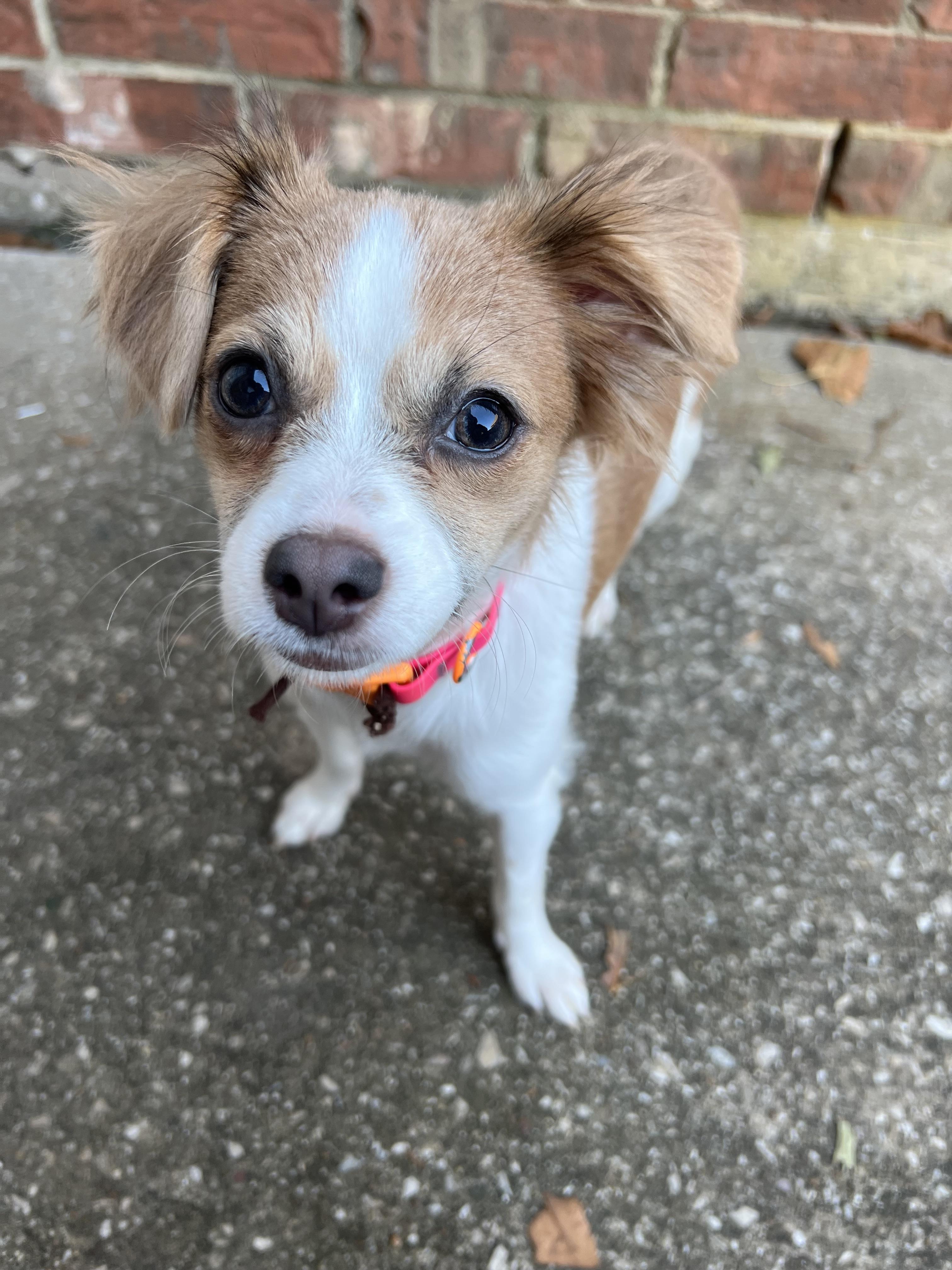 Journey, an adopted mixed breed in Justin, TX image 4/4