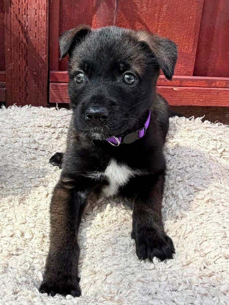 Charley, Adoptable, Puppy Female Belgian Shepherd / Malinois.