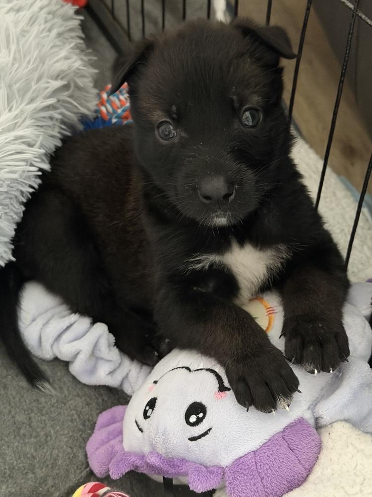 Enlarge Charley, a Adoptable mixed breed in Pleasant Hill, CA image 2/4