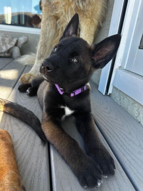 Enlarge Charley, a Adoptable mixed breed in Pleasant Hill, CA image 3/4