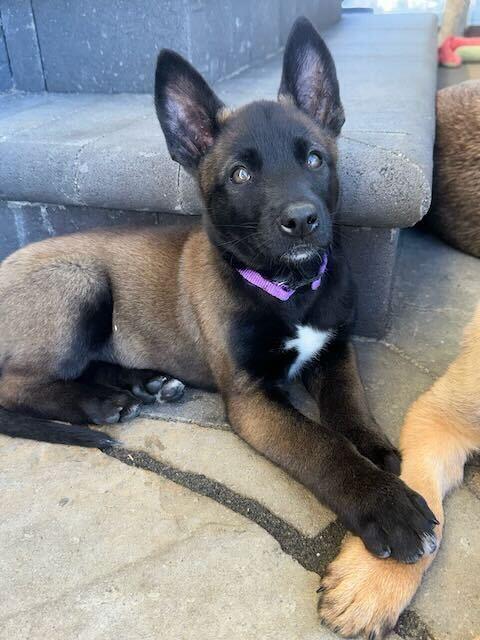 Enlarge Charley, a Adoptable mixed breed in Pleasant Hill, CA image 4/4