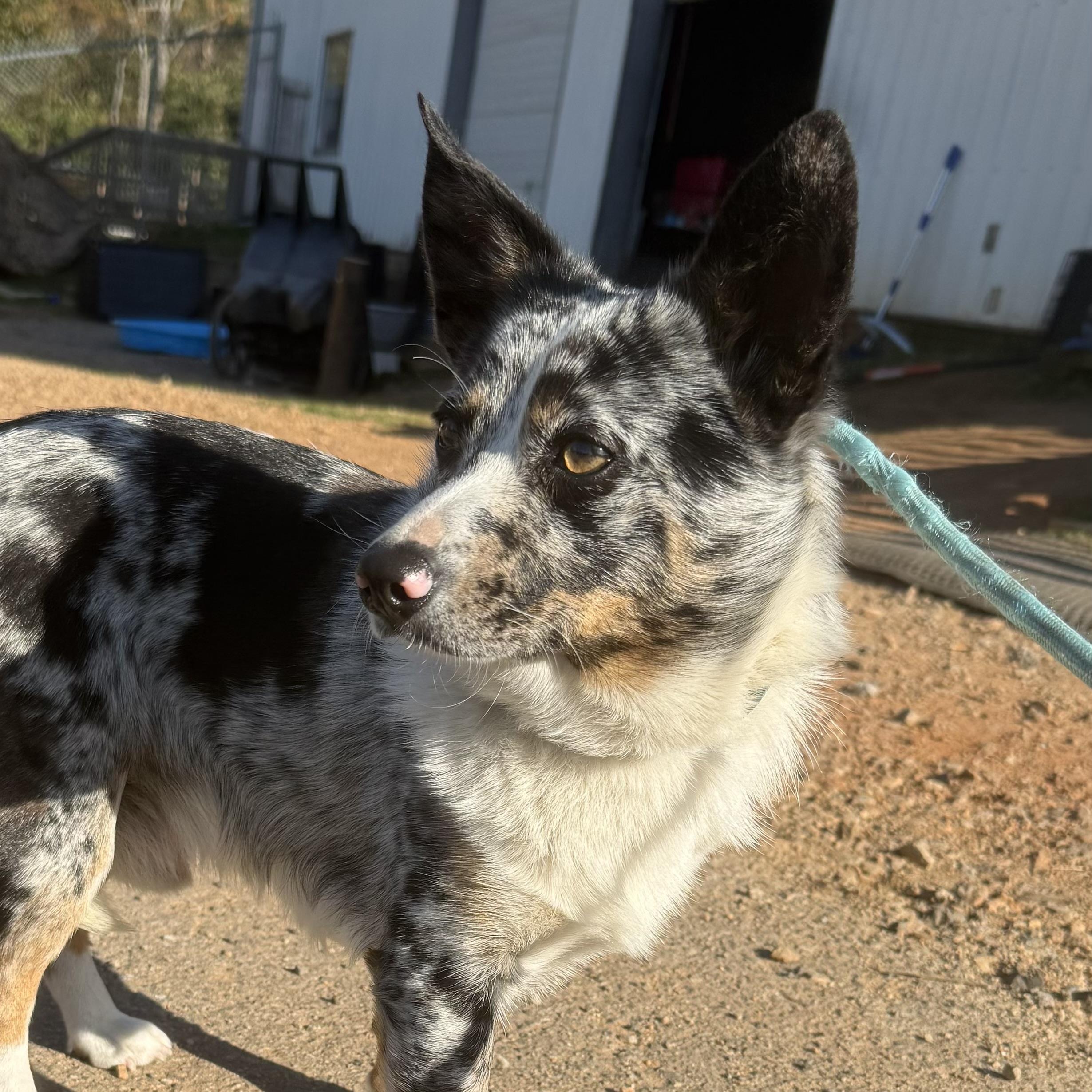 Chaos, an adopted mixed breed in Stowe, VT image 1/4