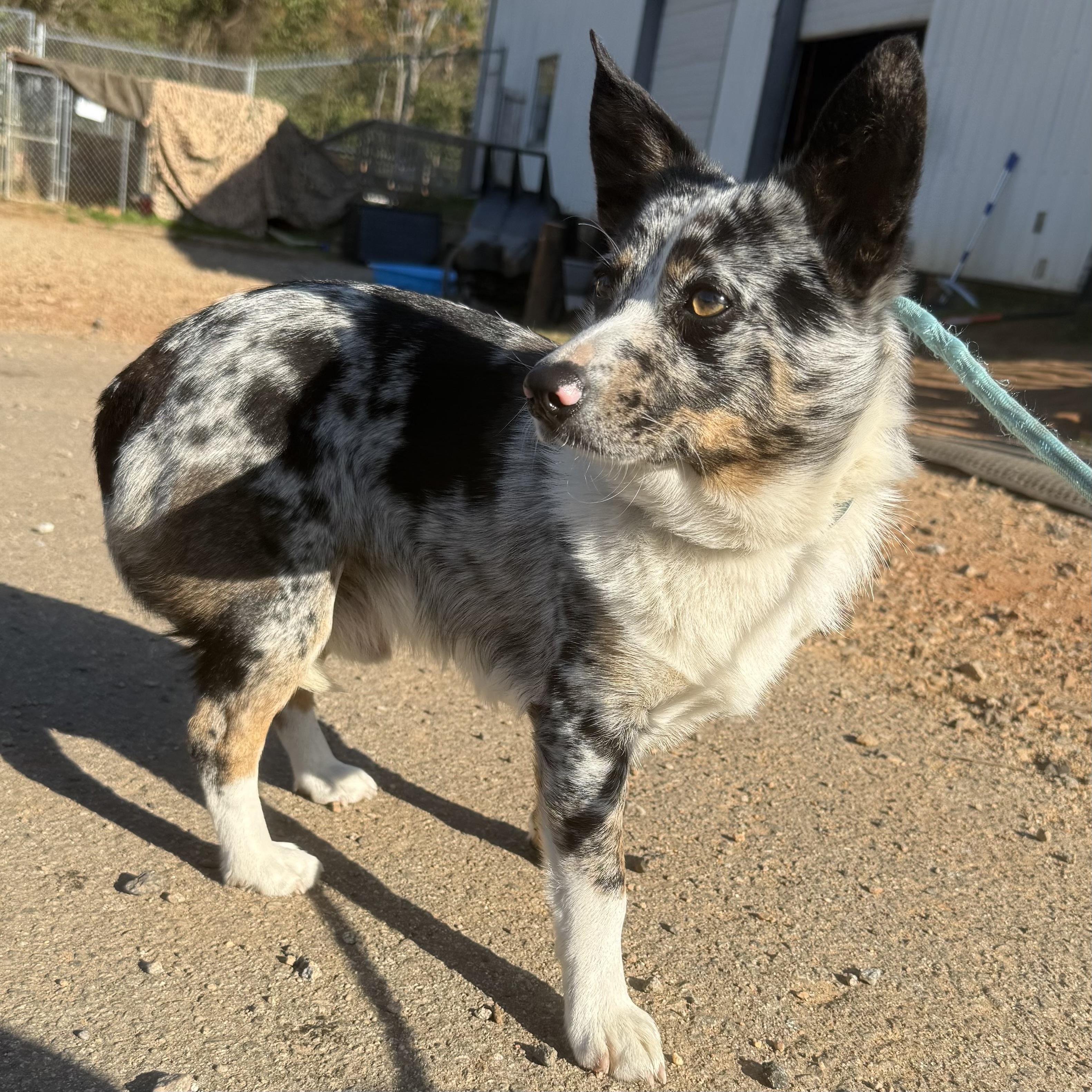 Chaos, an adopted mixed breed in Stowe, VT image 4/4