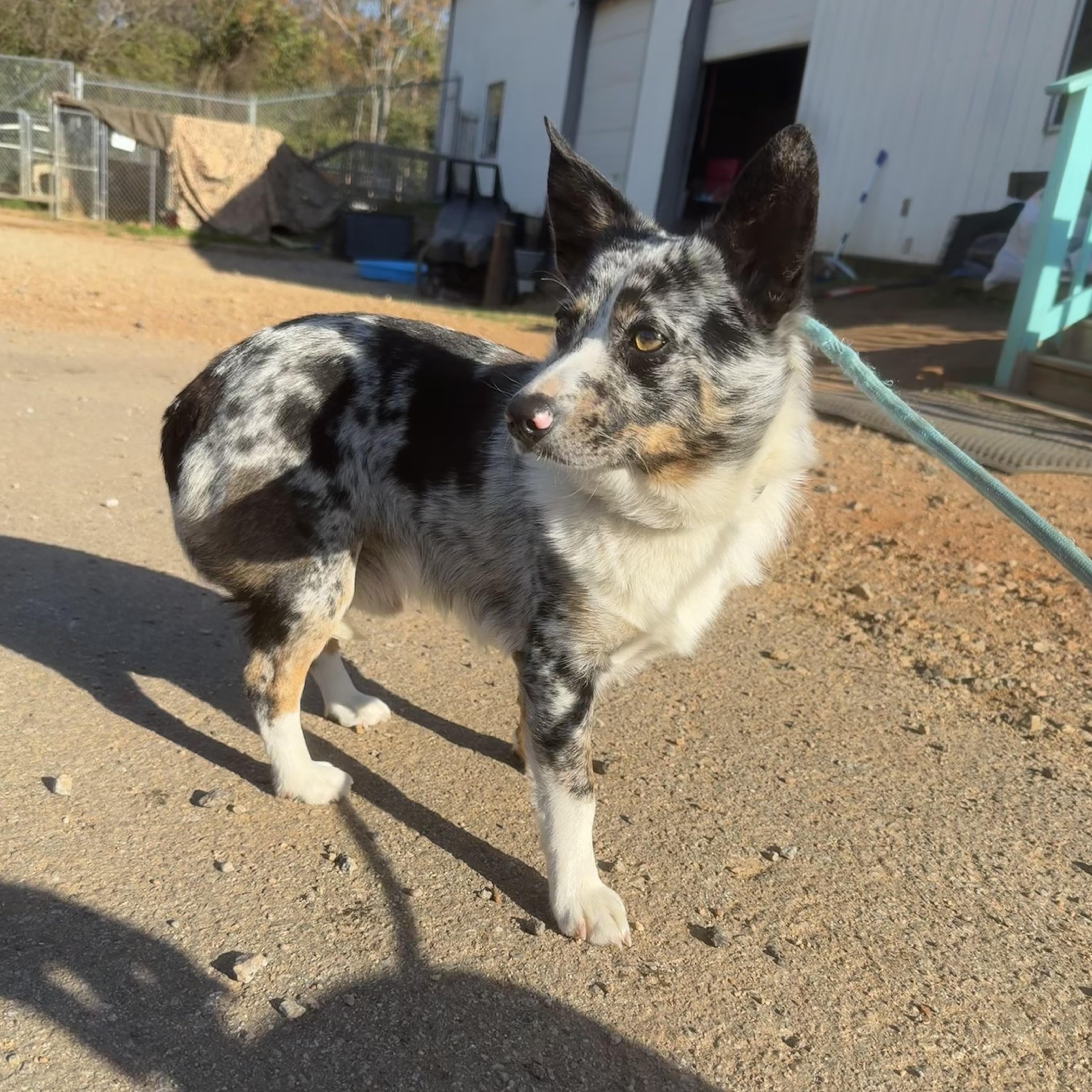 Chaos, an adopted mixed breed in Stowe, VT image 3/4