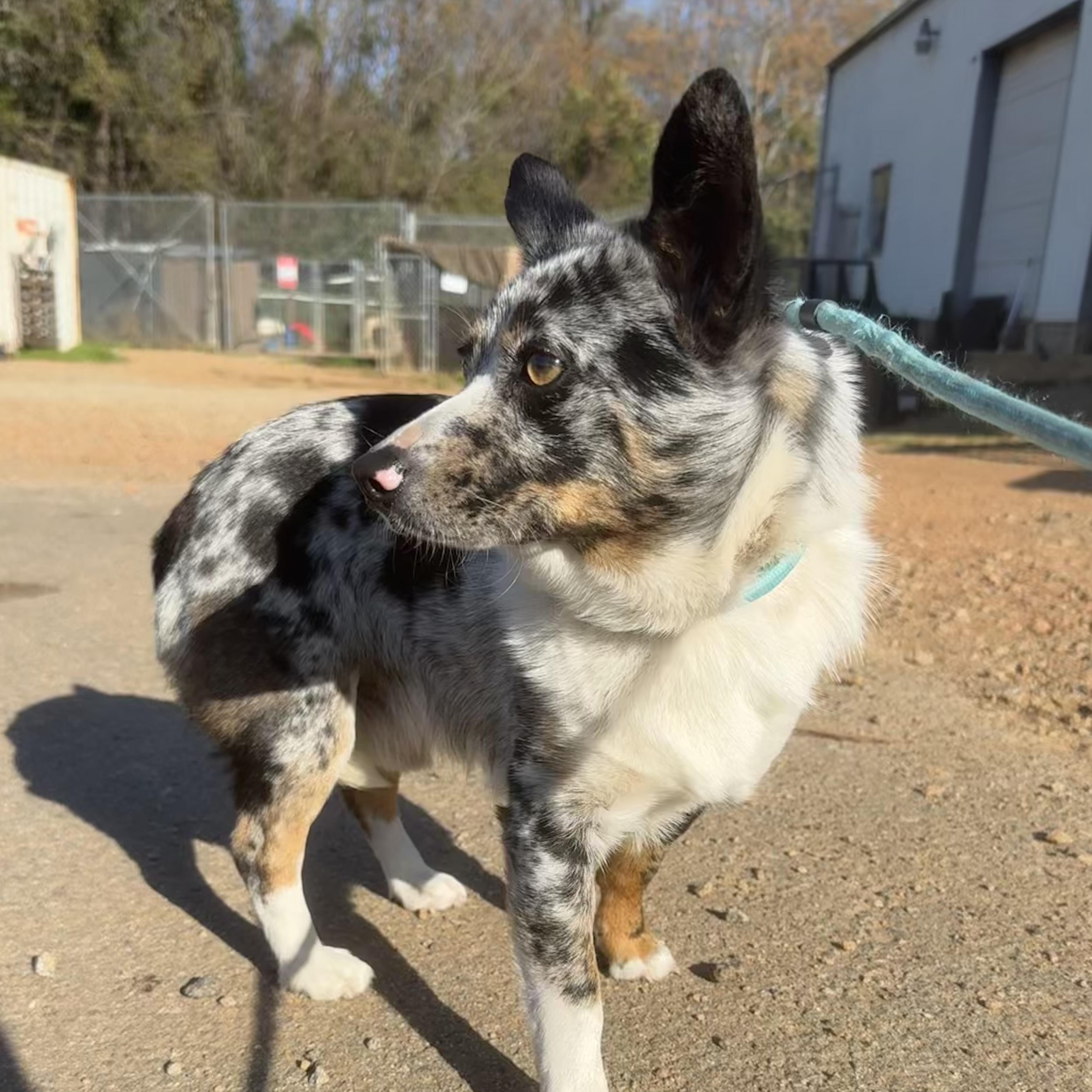 Chaos, an adopted mixed breed in Stowe, VT image 2/4