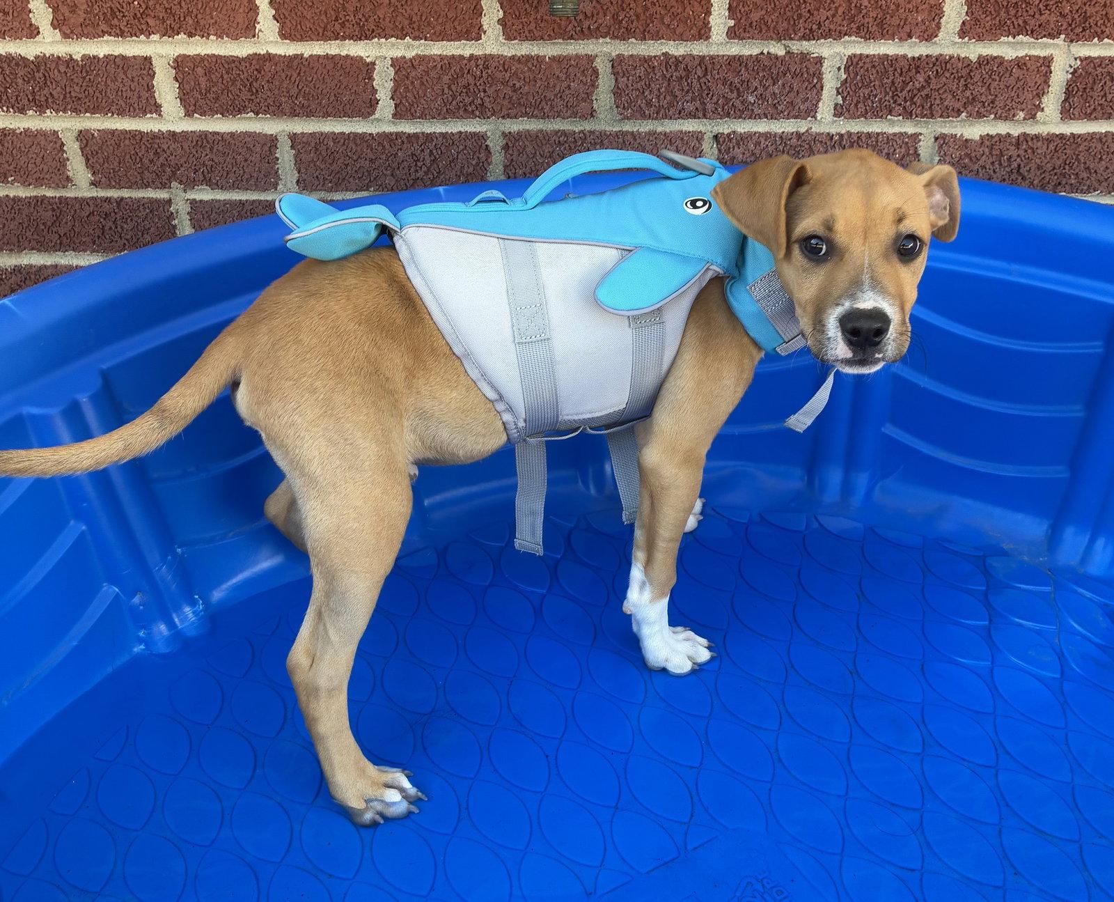 Keylime Colada, Adoptable, Puppy Male Boxer.