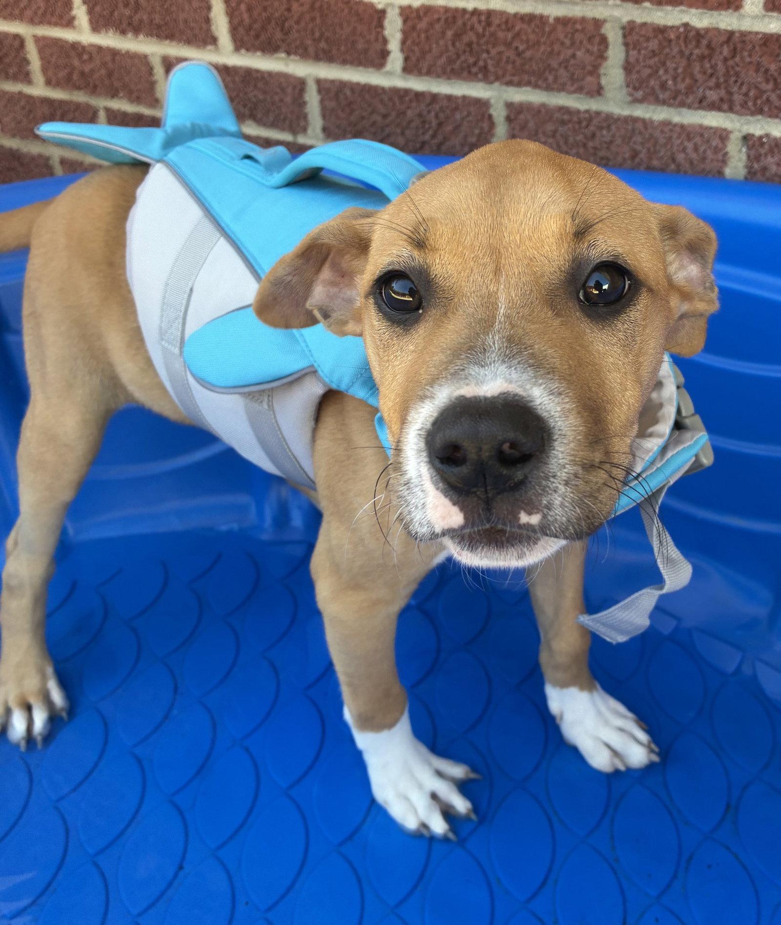 Enlarge Keylime Colada, a Adoptable Boxer in Raleigh, NC image 2/3