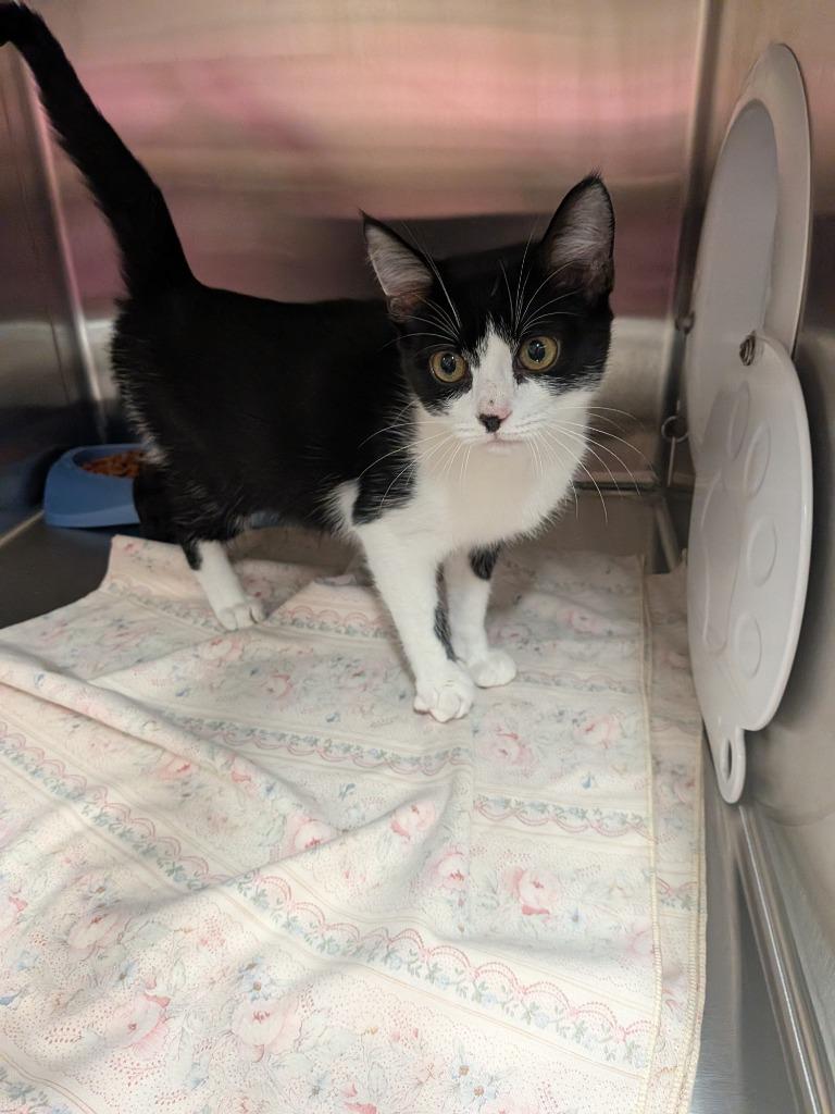 Cliff, Adoptable, Kitten Male Domestic Short Hair.