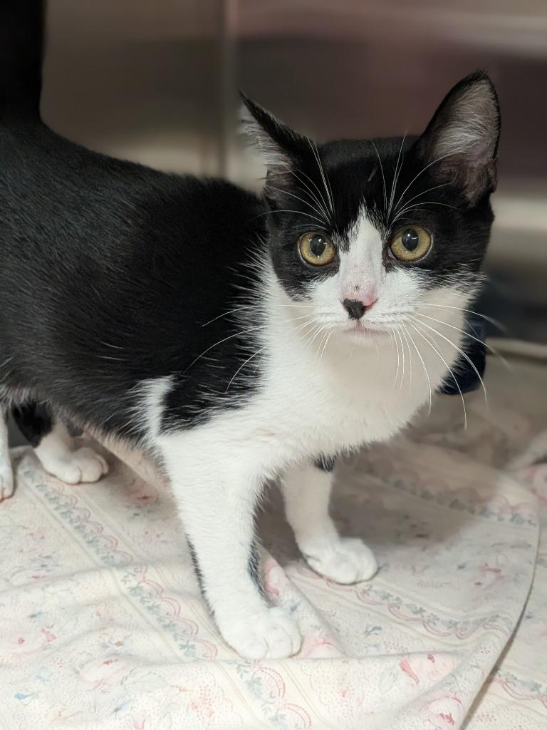 Cliff, a Adoptable mixed breed in Springfield, TN image 2/2