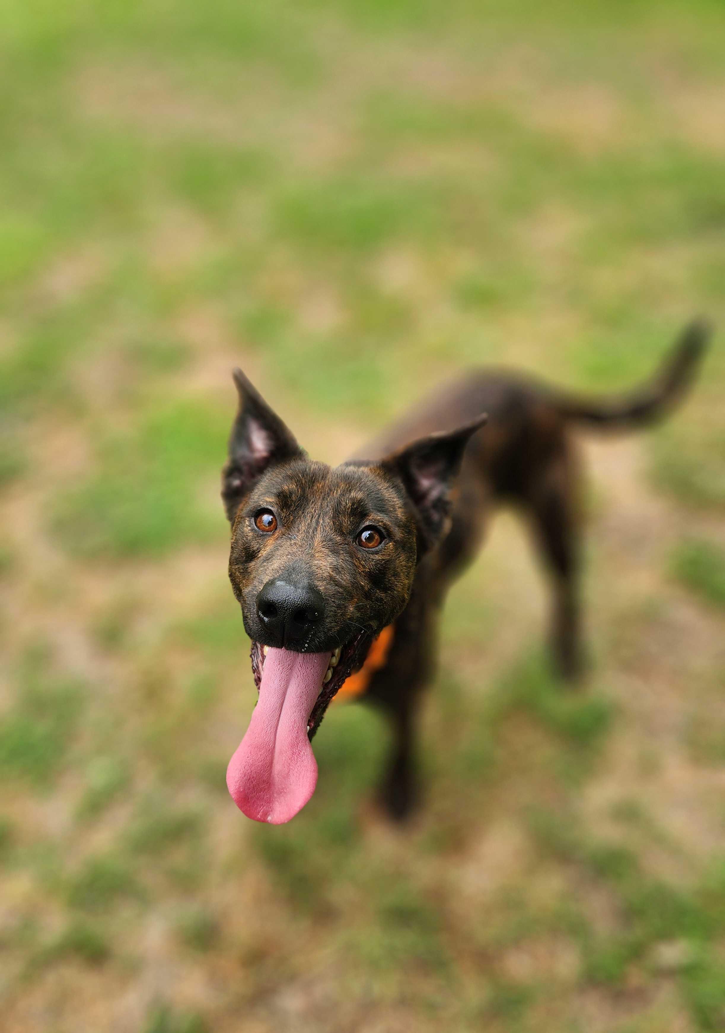 Monti- Loyal, playful Mountain Cur/Male/2 Years Old/Neutered/Dog & Kid Friendly, a Adoptable Mountain Cur in Austin, TX image 5/6