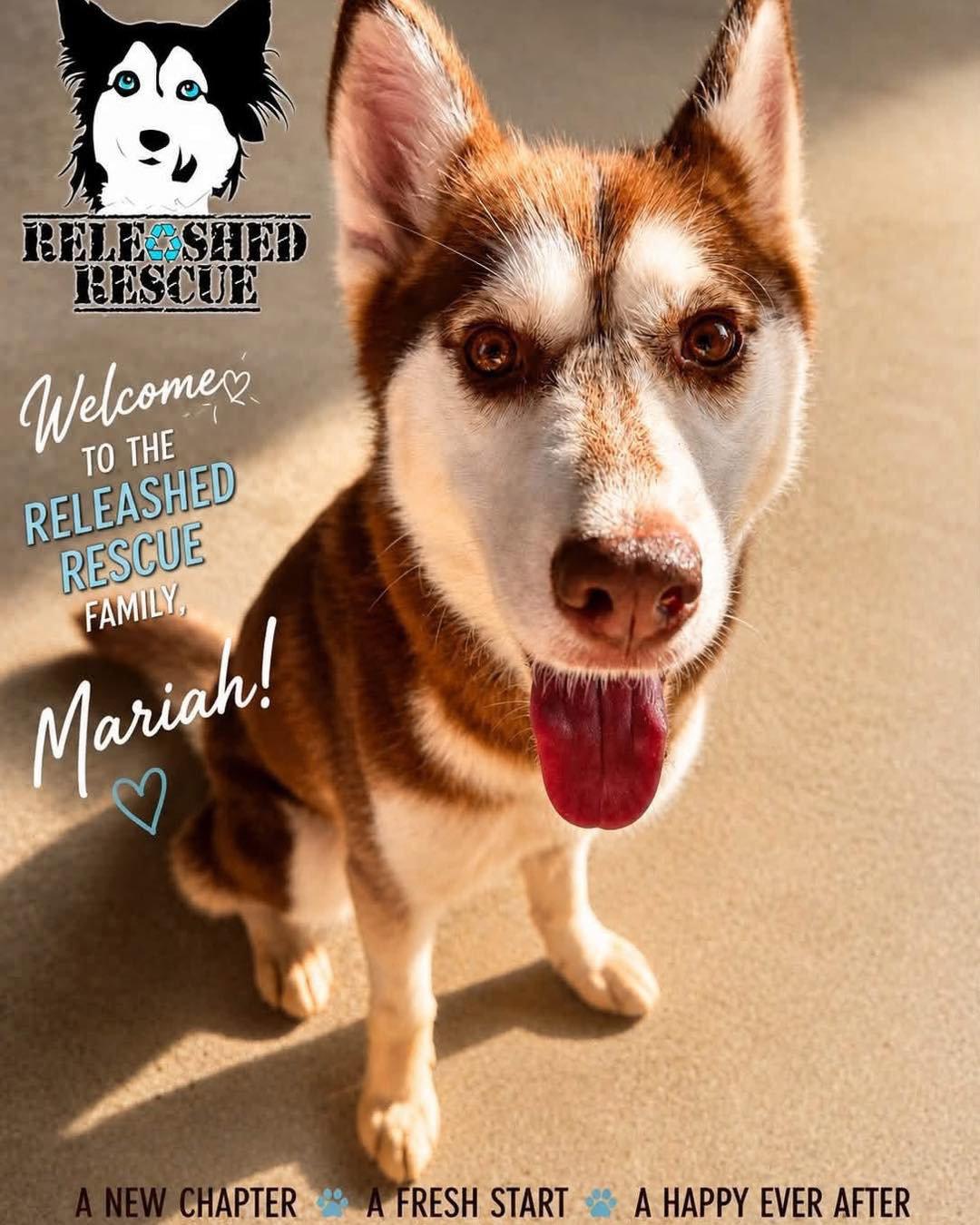 Mariah, a Adoptable Siberian Husky in Cumming, GA image 1/2