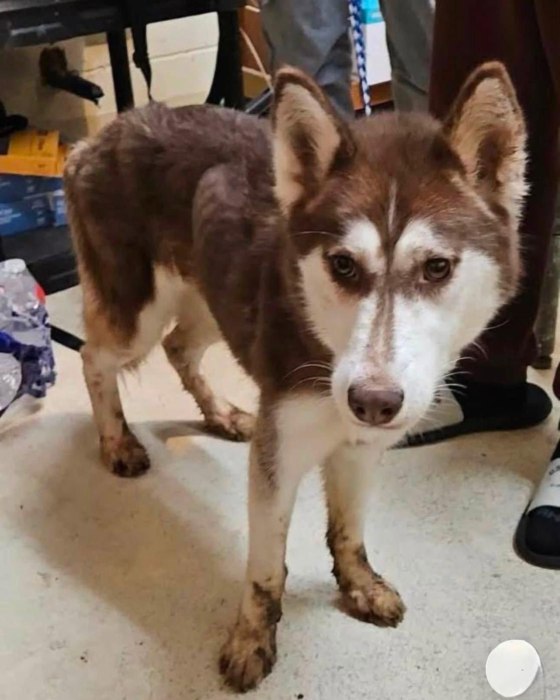 Mariah, a Adoptable Siberian Husky in Cumming, GA image 2/2