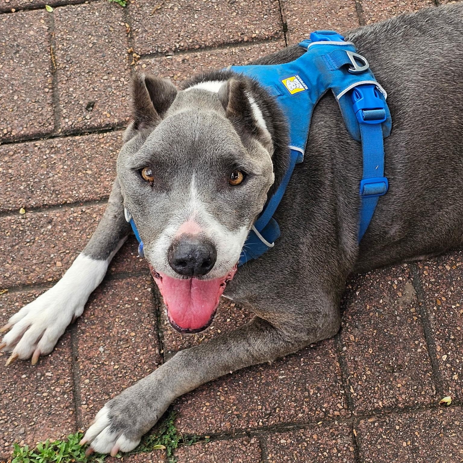 Asha — thumbnail 3