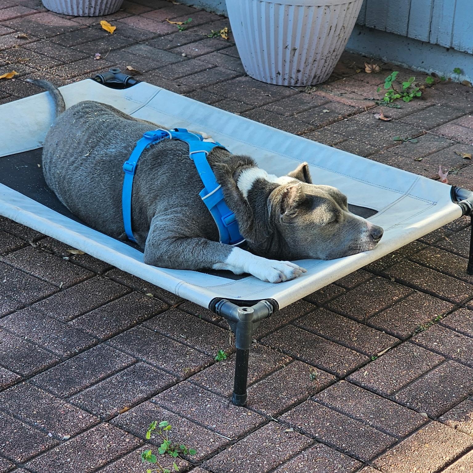 Asha — thumbnail 4