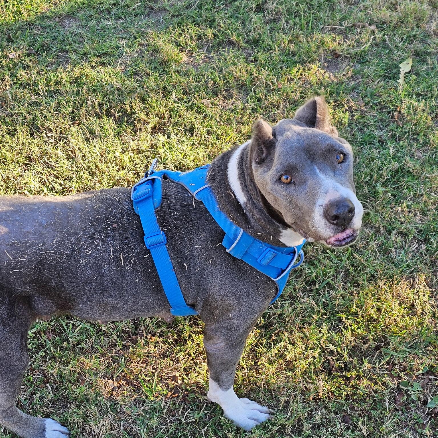 Asha — thumbnail 5