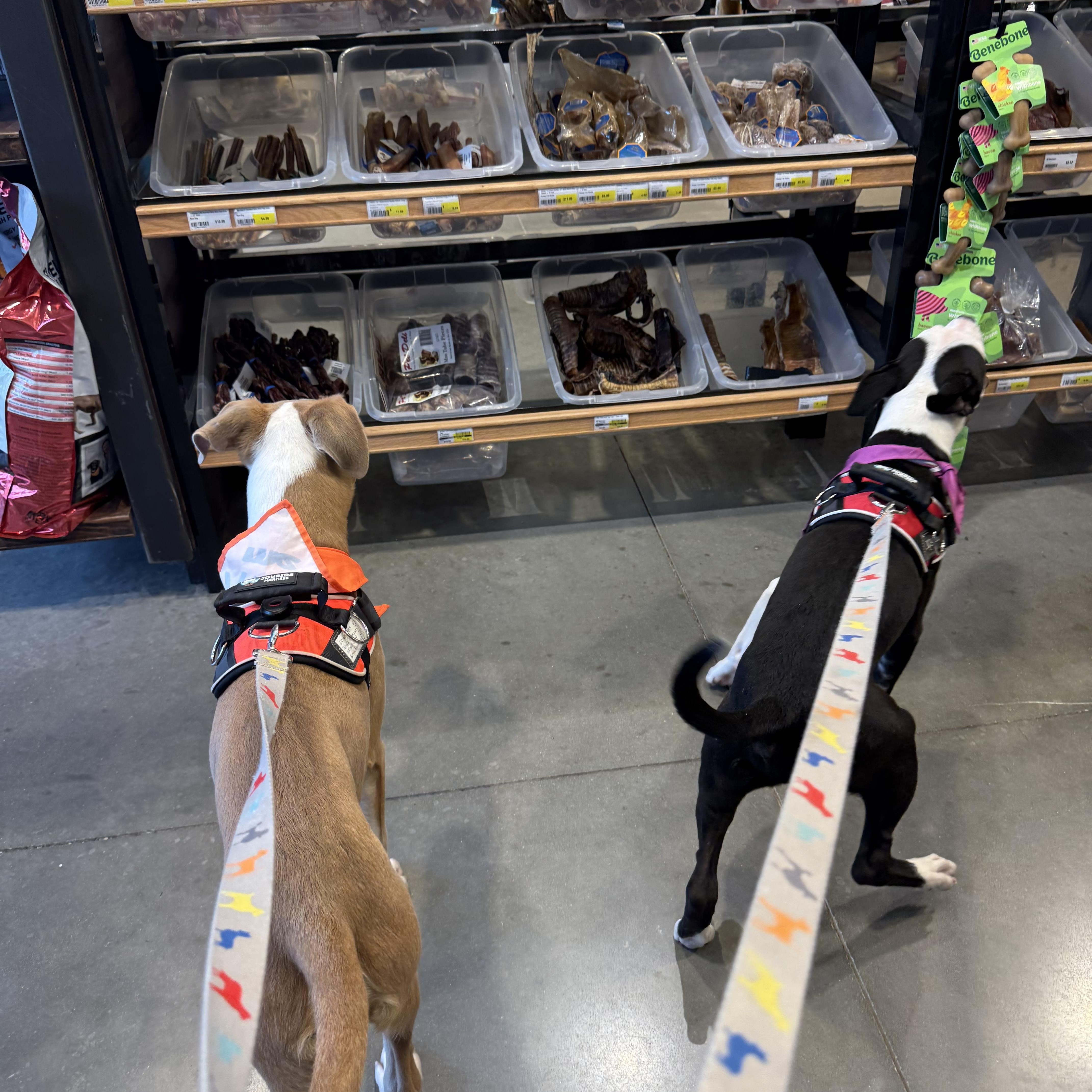 Enlarge Archer, a Adoptable mixed breed in Pflugerville, TX image 5/5