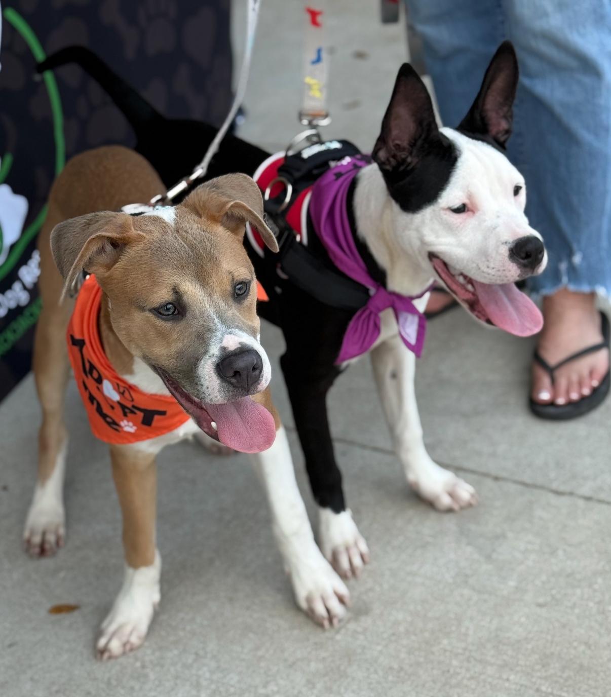 Enlarge Archer, a Adoptable mixed breed in Pflugerville, TX image 3/5