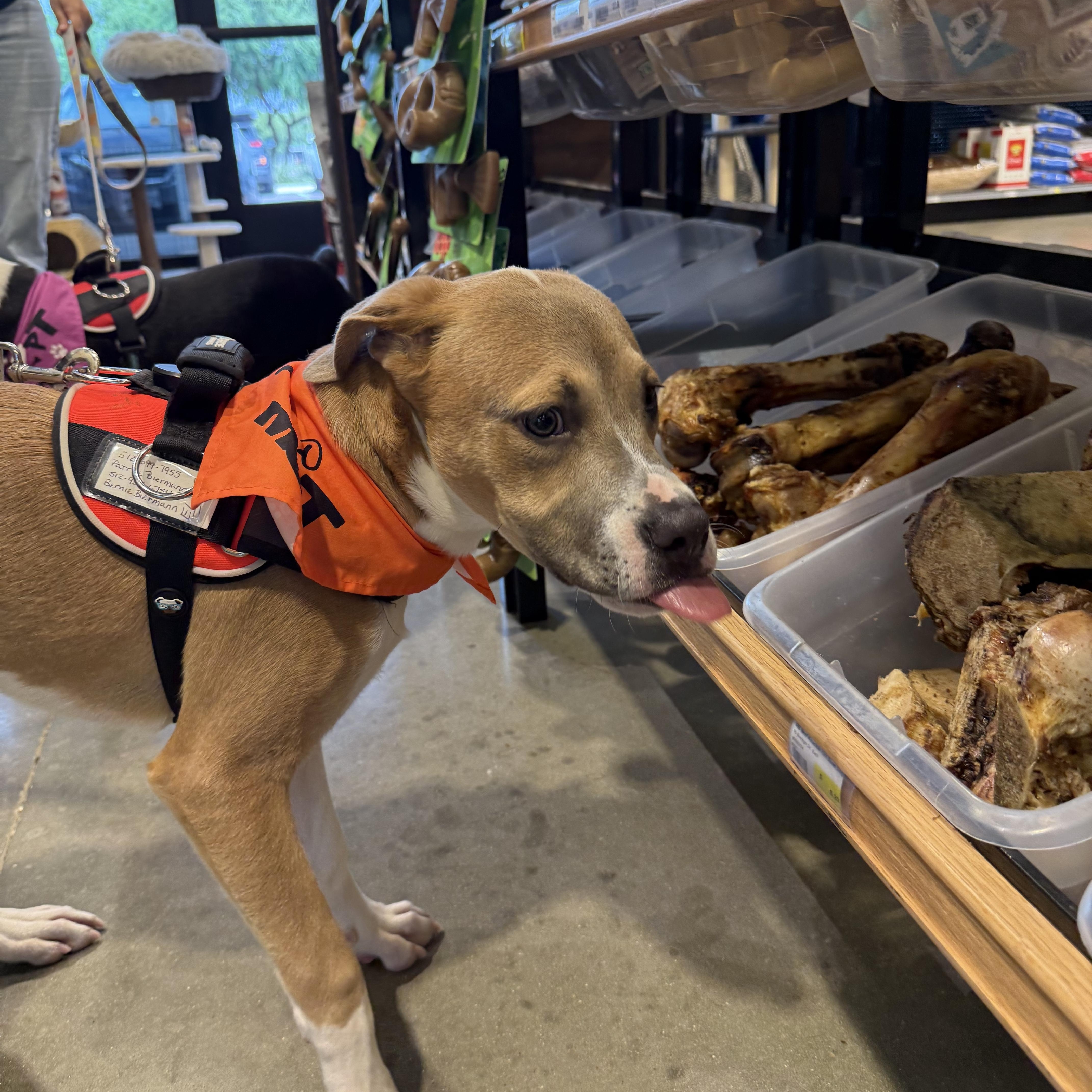 Enlarge Archer, a Adoptable mixed breed in Pflugerville, TX image 4/5