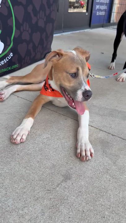 Enlarge Archer, a Adoptable mixed breed in Pflugerville, TX video 2/5