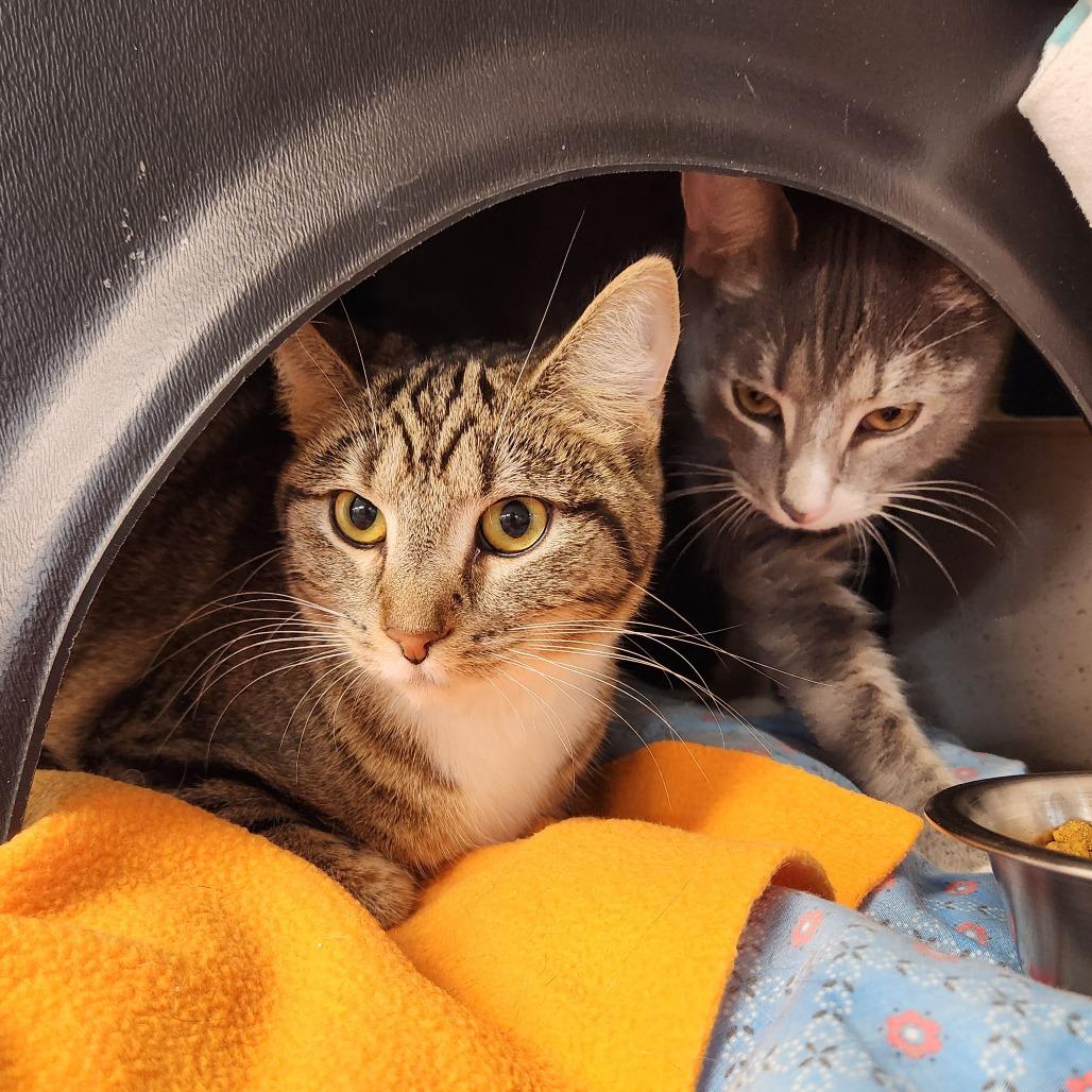 Fruitcake thumbnail 2