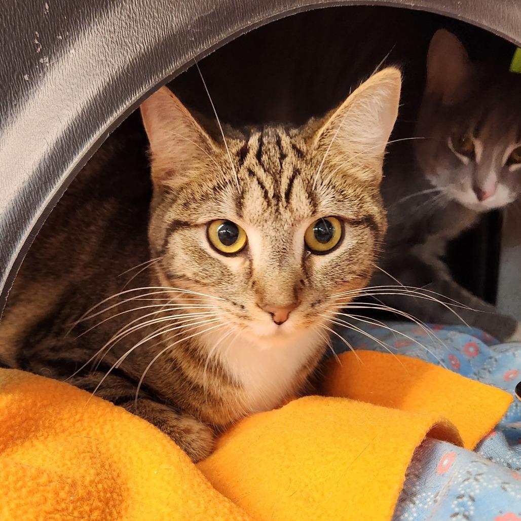 Fruitcake thumbnail 3