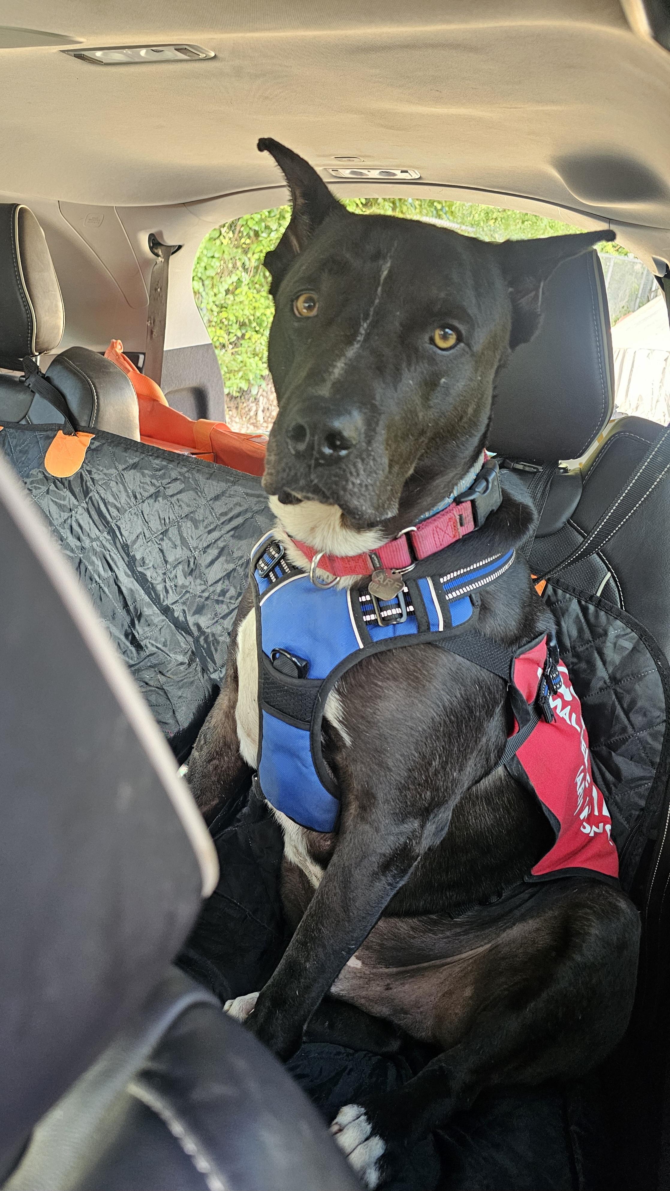 Coal, Adoptable, Adult Male Pit Bull Terrier.